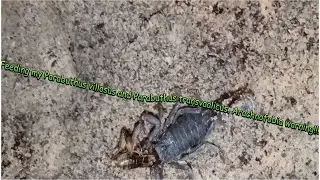 Feeding Parabuthus villosus and Parabuthus transvaalicus