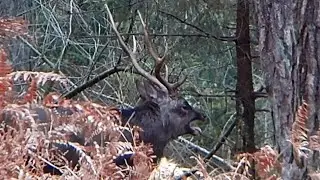 Sika stag with rutting call / Sika Hirsch mit Brunftschrei
