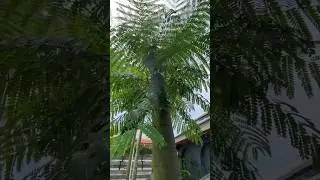 Pohon solobium sudah di pangkas masih saja tumbuh mengeluarkan ranting barunya #2025 #kokkalai #fyp