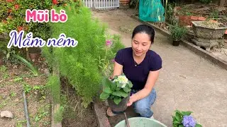 Mũi Bò Cuốn Bánh Tráng Chấm Mắm Nêm Ăn Là Ghiền - Em Gái Quê