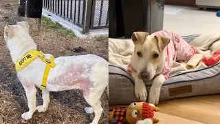 We Fostered a Dog ❤️