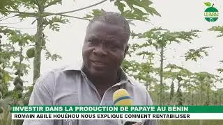 COMMENT INVESTIR DANS LA FILIERE PAPAYE ET RENTABILISER ?-LE RURAL BENIN TV
