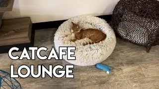 CatCafe Lounge in Los Angeles