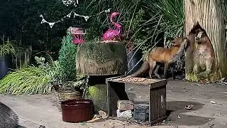 Bracken and Fox cub Toffee what a wonderful sight to see 😍🦊🦡🐾🐾❤️