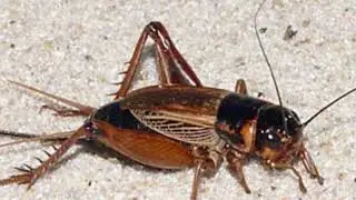 صوت صرصور الليل | The sound of the night cockroach