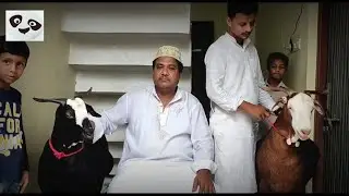 Wasil Bhai's Goats | Eid 2021 | Top Quality Heavy Weight Barbari Jodi | Mashallah | Lucknow | UP