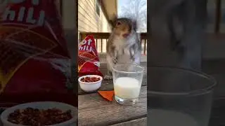 squirrel REACTION EATING SPICY Hot Pepper Challenge #cute #pets #funny
