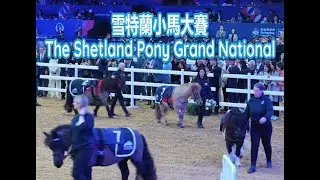 小馬大賽，浪琴香港國際馬術盛典2026, The Shetland Pony Grand National
