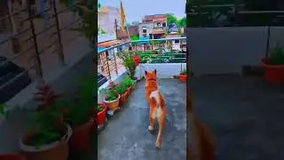 Bruno Playing On Balcony Cute Dog😍 #bruno #play #balcony #cute #dog #shorts #trendingshorts #viral