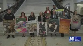Hearing held on Ollie&rsquo;s law to create Massachusetts regulations for kennels and doggy daycares