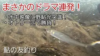 NO47  2本の水中映像とは…？W蝶バリファン必見！　友釣りオレ流