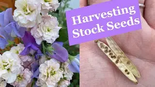 How to Harvest Stock Flower Seeds