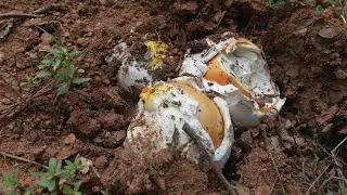 SETAS AMANITA CAESAREA & BOLETUS AEREUS! 13 GIUGNO 2020🍄👍