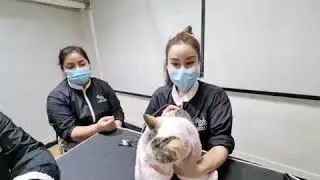 ความรู้สึก หลังได้เรียนอาบน้ำแมว by perfectdog
