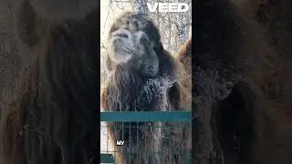 Camel Life in Desert