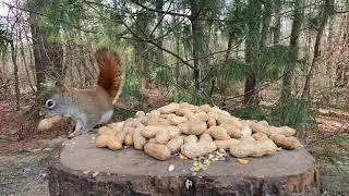 pile of peanuts