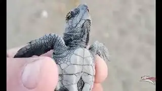 Loggerhead Turtle Hatchlings August 2020 in Latchi
