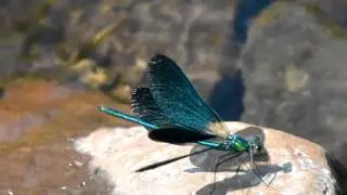 Bosbeekjuffer, Calopteryx virgo