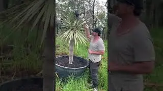 Dragon Tree Flowering Process