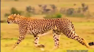 Lipard