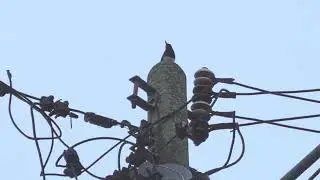 Malaysian Magpie Robin Song bird singing