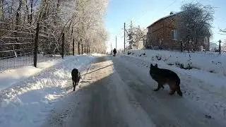Как гулять с собакой в мороз