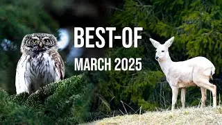Relaxing Wildlife Moments in the Swiss Alps  - Highlights March 2025