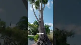 Cute Houseplant Turns Into Huge Tree (Ponytail Palm) #houseplants #garden