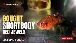 Bought Shortbody Jewel Fish For Breeding Purpose From Rainbow Aquarium - Imran's World