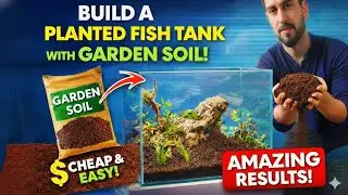 HOW TO BUILD A LIVE PLANTED FISH TANK USING GARDEN SOIL step by step Full information #shortsfeed 
