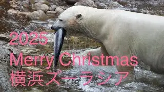 2025 12 25 横浜ズーラシア ゴーゴ イッチちゃん ライ