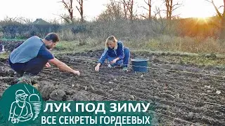 🌿 Посадка лука под зиму по технологии Гордеевых