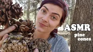 ASMR The Most Intense Pine Cone Sounds on the Internet 🌲 NO TALKING
