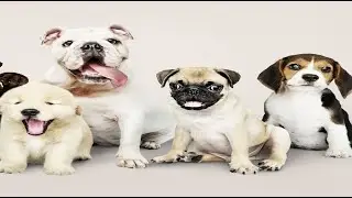 Top Dogs: The Most Popular Breeds Worldwide