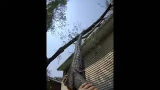 VERY DANGEROUS LOG #broke #shatter #windows #expensive #repair #cheap #prevent #damage #smart #close