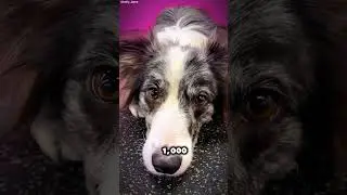 Einstein border collie #BorderCollie #SmartDogs #DogGenius #EinsteinDog #AmazingPets