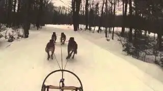 Team Maligator -Haliburton Dog sled race 4 dog