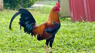 Breeding Pen 2024 (Rigel Gama)