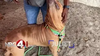 Fall in love with 'Juliet,' she loves to snuggle