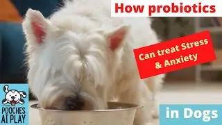 How probiotics can help treat stress and anxiety in dogs