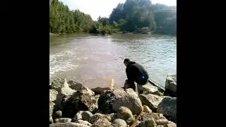 Siluro fiume Reno