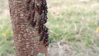 Bark Lice