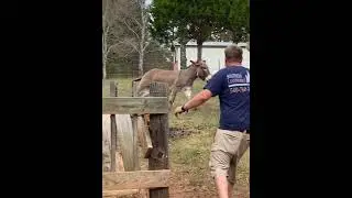 Donkey vs Pig