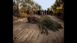 مواطنون من المثنى : بلدية الوركاء جرفت بساتيننا خلافا لقرارات حكومية وقضائية
