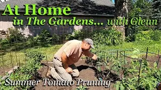 Summer Tomato Pruning in Wire Cages ~At Home in The Gardens with Glenn