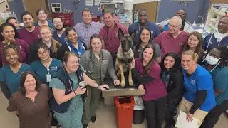 K-9 Rocky who was shot by wanted killer in SW Houston leaves the hospital