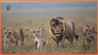 Scarface&hellip; The Scarred King Who Turned Maasai Mara into a Living Hell!