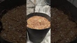 Purple Bud Grow - Day 4                         #420 #plants #spiderfarmerled