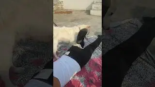 Animal 2.0 trend in live 😱😖#sdhouse #dog #minivlog #subscribe