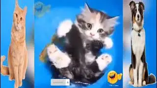 ctue dogs and cats /funny/Ep 02  _TPR Funny